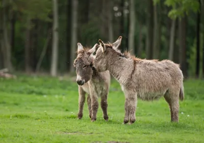 Two donkeys interacting at the Copenhagen Zoo in Denmark